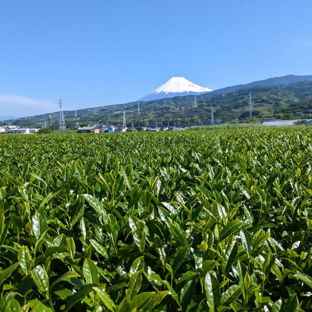 有機煎茶 千代の友