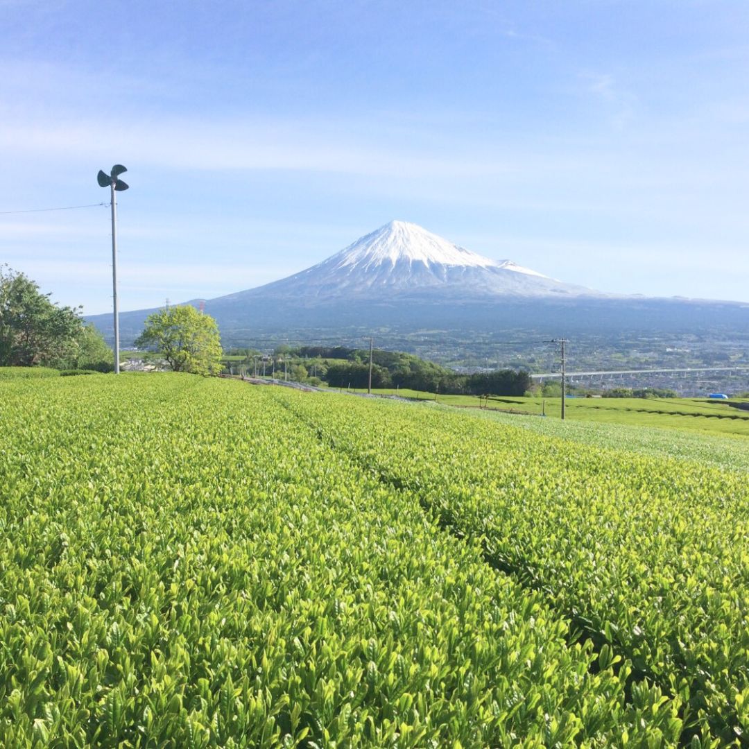 辰蔵旨みの茶 100g