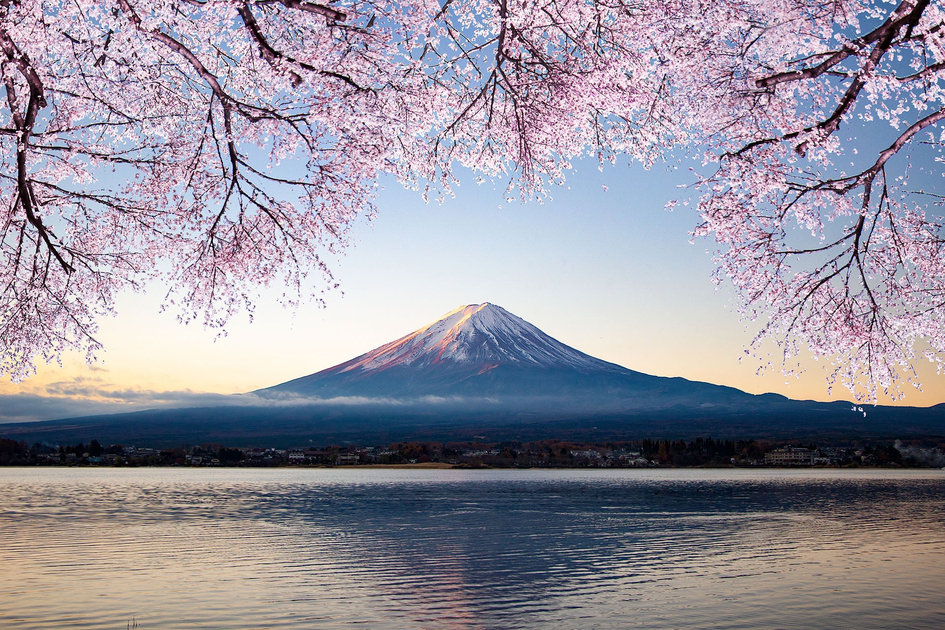 桜と富士山